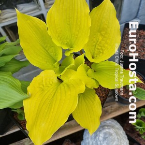 Hosta Chris' Tropical Sundown