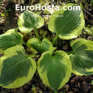 Hosta Christmas Pageant