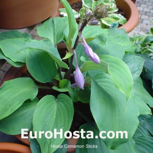 Hosta Cinnamon Sticks