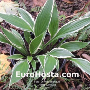 Hosta City Dog