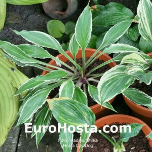 Hosta City Dog