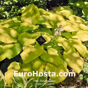 Hosta City Lights - Eurohosta