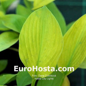 Hosta City Lights - Eurohosta