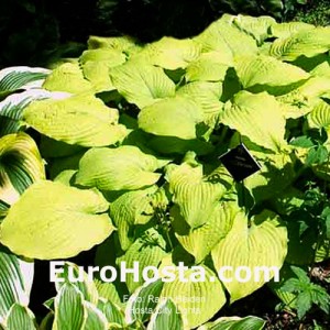 Hosta City Lights - Eurohosta