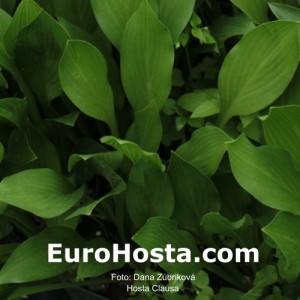 Hosta Clausa - Eurohosta