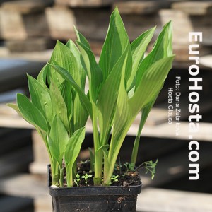 Hosta Clausa - Eurohosta