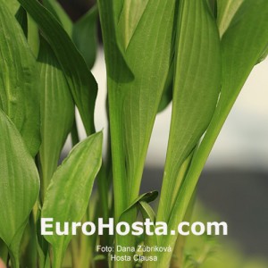 Hosta Clausa - Eurohosta