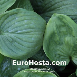 Hosta Clear Fork River Valley - Eurohosta