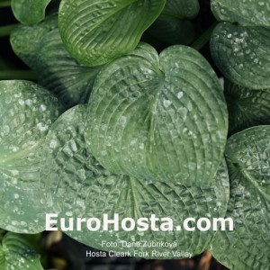 Hosta Clear Fork River Valley - Eurohosta