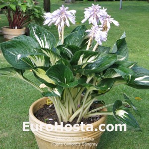 Hosta Clifford's Stingray - Eurohosta