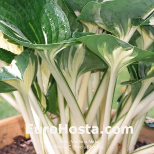 Hosta Clifford's Stingray - Eurohosta