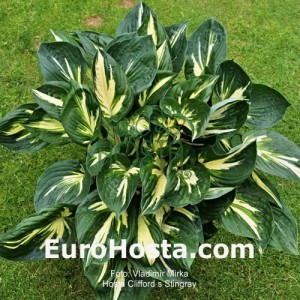 Hosta Clifford's Stingray - Eurohosta