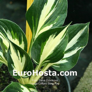Hosta Clifford's Stingray - Eurohosta