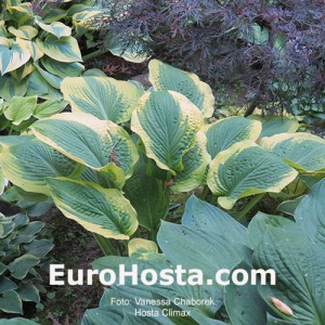 Hosta Climax - Eurohosta