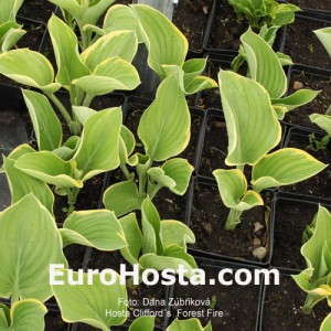 Hosta Clifford's Forest Fire - Eurohosta