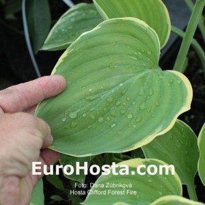 Hosta Clifford's Forest Fire - Eurohosta