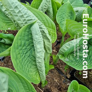 Hosta Cloudburst - Eurohosta