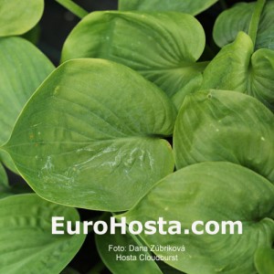 Hosta Cloudburst - Eurohosta