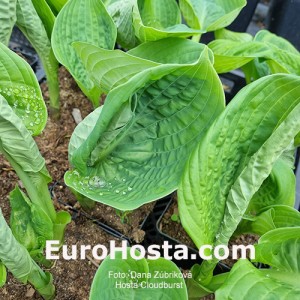 Hosta Cloudburst - Eurohosta