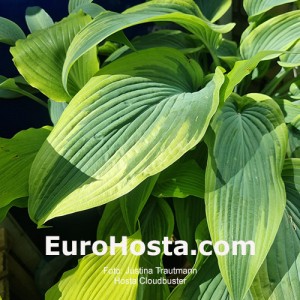 Hosta Valley's Cloudbuster