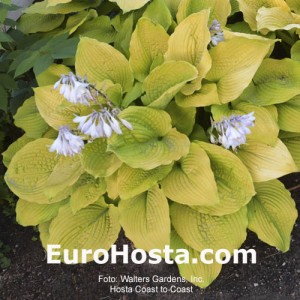 Hosta Coast to Coast