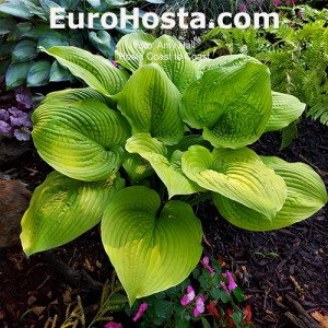 Hosta Coast to Coast