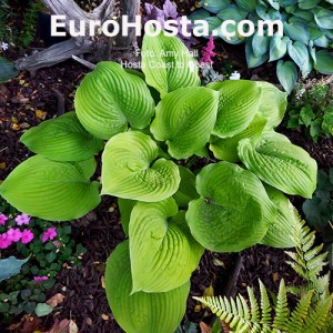 Hosta Coast to Coast