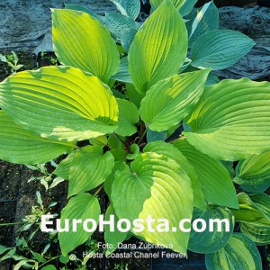 Hosta Coastal Chanel Feever