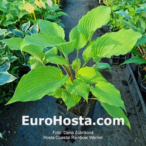 Hosta Coastal Chanel Feever