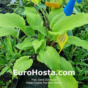 Hosta Coastal Chanel Feever