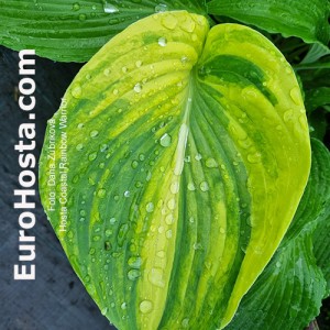 Hosta Coastal Rainbow Warrior