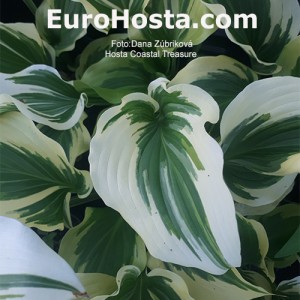 Hosta Coastal Treasure