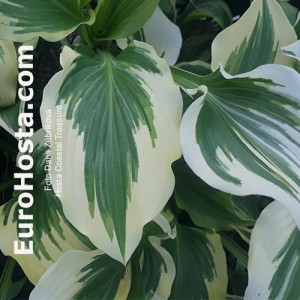 Hosta Coastal Treasure