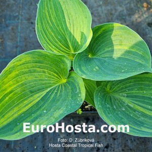 Hosta Coastal Tropical Fish