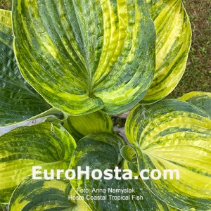 Hosta Coastal Tropical Fish