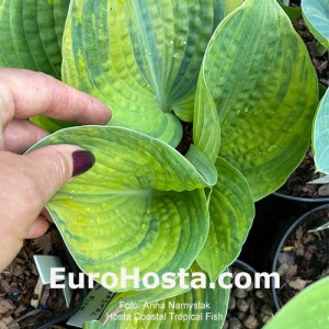 Hosta Coastal Tropical Fish