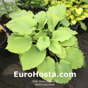 Hosta Cold Heart - Eurohosta