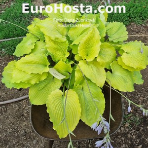 Hosta Cold Heart 