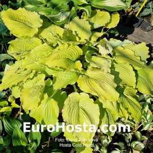 Hosta Cold Heart 