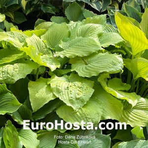 Hosta Cold Heart 