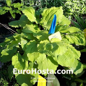 Hosta Cold Heart 