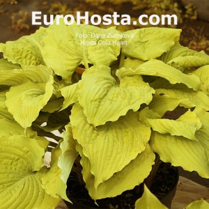 Hosta Cold Heart 