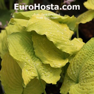 Hosta Cold Heart 