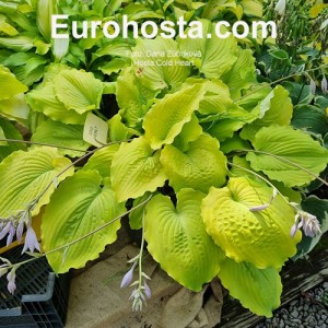 Hosta Cold Heart 