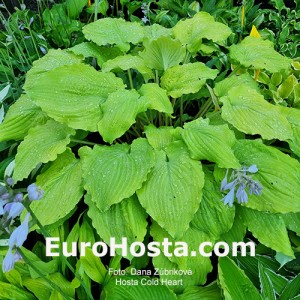 Hosta Cold Heart 