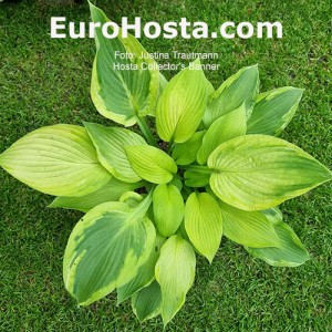 Hosta Collector's Banner