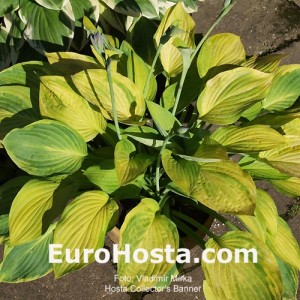 Hosta Collector's Banner