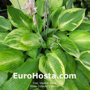 Hosta Collector's Banner