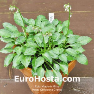 Hosta Collector's Choice