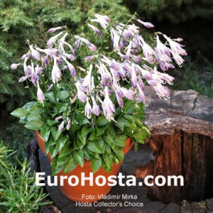 Hosta Collector's Choice